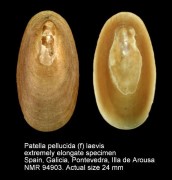 Patella pellucida